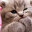 _teamCats_