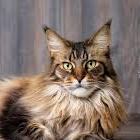 _MaddieCat_