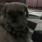 Laurencja_harbin_avatar