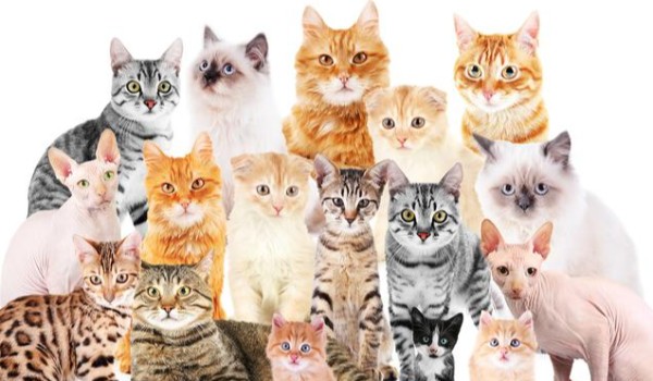 Czy rozpoznasz te rasy kotów?