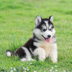 huskyikonie999