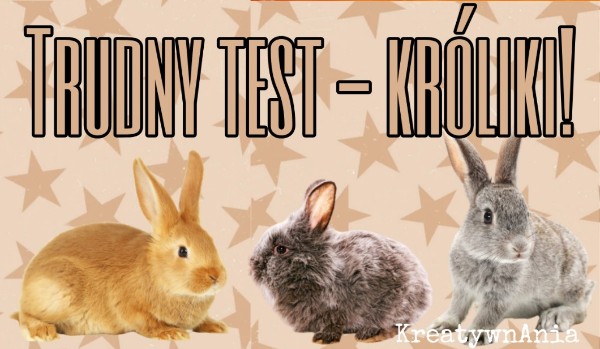 Trudny test – króliki!