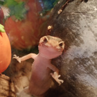 Mygecko