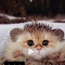 Pati_Quizy_123