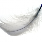 .light.feather.