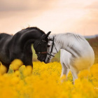 We_love_horse