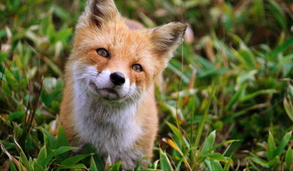 Lis szkoły magii ROZDZIAŁ 4