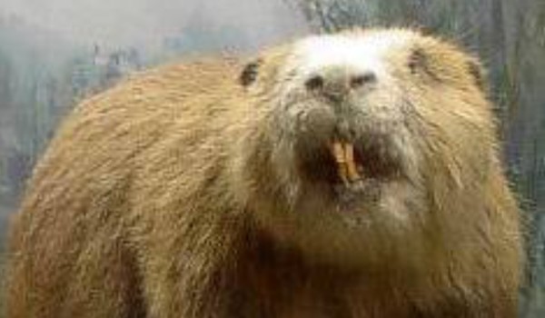 Zodiack creepypasta #4