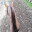 _Afonia_