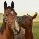 Lime.Horse