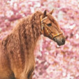 .Horse33.