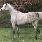 Koniara.a.a