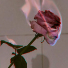 golden__rose