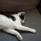 DevilCat