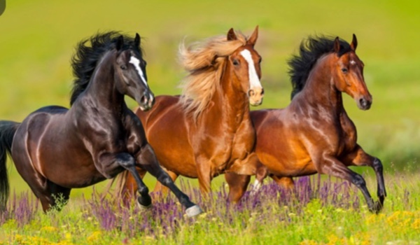 Trudny quiz o koniach