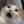 Demon_Cat