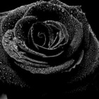 Black_Rosee