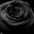 Black_Rosee