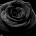 Black_Rosee