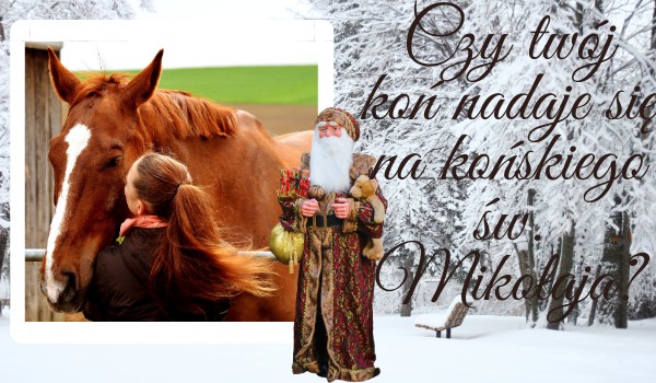Czy twój koń może być końskim Świętym Mikołajem? Sprawdź!
