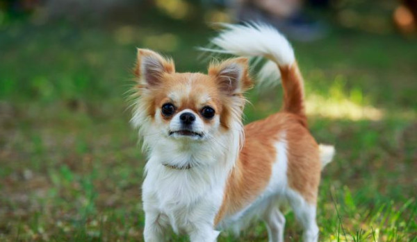 Test wiedzy o Chihuahua