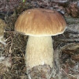 gluciaczek678