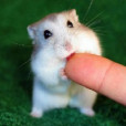 Kimira01