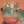 Froggie