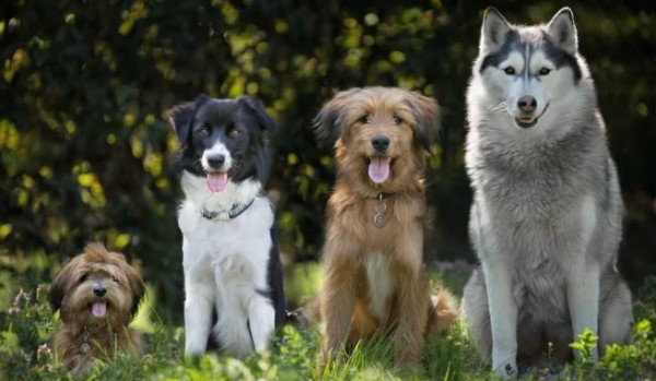 Jaką rasę psa powinieneś mieć?