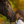 Kaja.horse