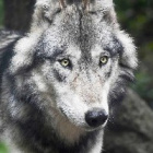 little_wolf_killer