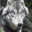 little_wolf_killer
