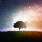 .Dream.Frorest.