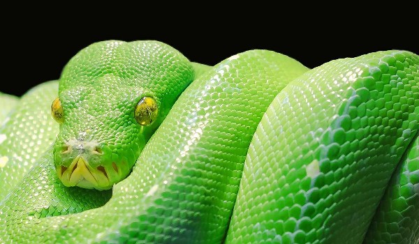 węże- sprawdź co wiesz