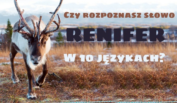 Czy rozpoznasz słowo ,,renifer” w 10 językach?