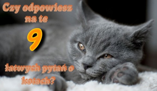 Czy odpowiesz na te dziewięć łatwych pytań o kotach?