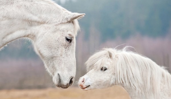 Czy jesteś koniarą?