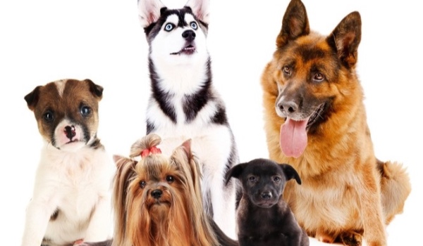 czy rozpoznasz te rase psów ??