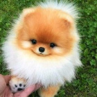 Pomeranian