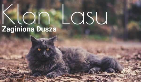 Klan Lasu | Zaginiona Dusza | #4