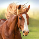 horse.quiz