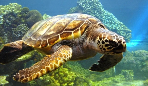 Sammy, la tortuguita