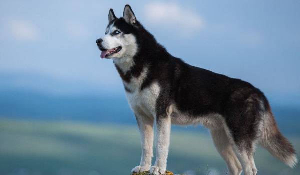 Inazuma eleven go cz.2