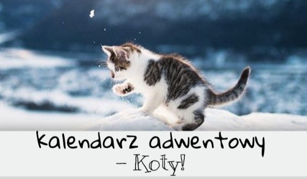 Kalendarz adwentowy – koty!