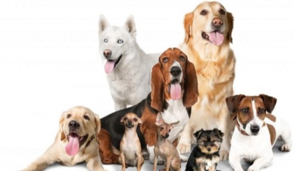 Czy rozpoznasz rasy psów po zdjęciach ?