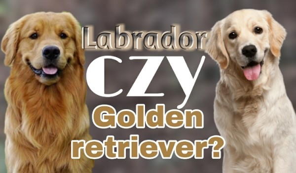 To labrador czy golden retriver? – Test