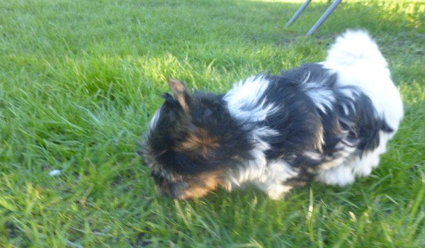 odgadnij żadkość zadymiarza