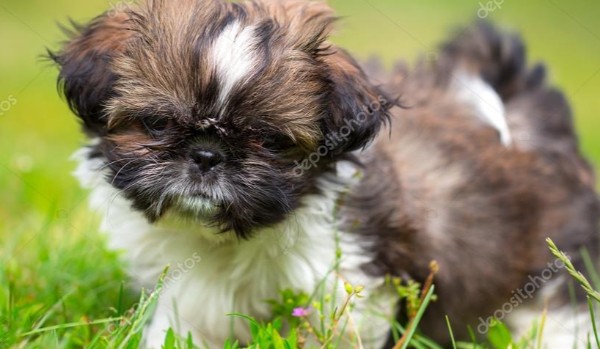 Jakim psem rasy schitzu jesteś