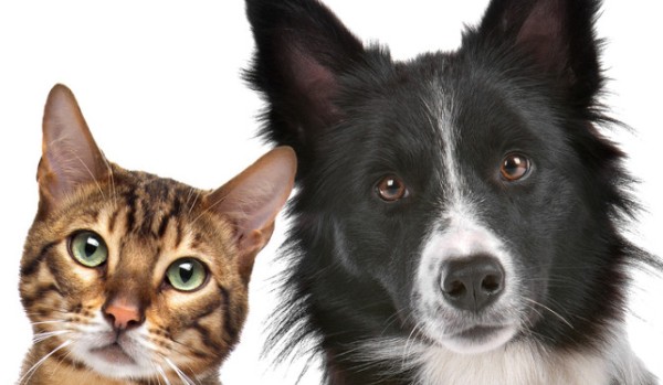 Psy i koty -test wiedzy