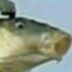 smierdzacykarp